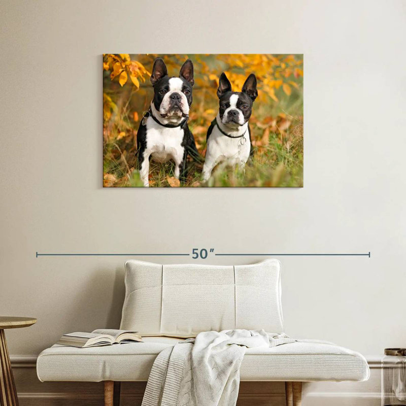 Crowle Boston Terrier Couple