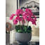 White Orchids In Glossy Grey Fiberstone Bowl-1590773030