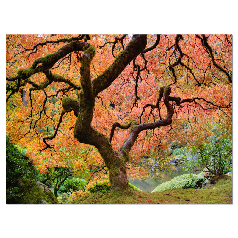 " Autumn Maple Tree ", 30" H x 40" W x 1.5" D, Wrapped Canvas