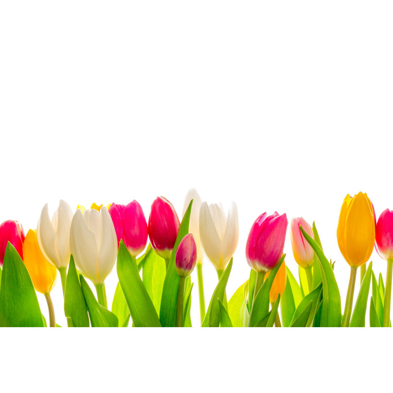 Beautiful Tulips by Stsmhn - Wrapped Canvas Print, 30.48cm H x 45.72cm W