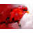 Abstract Red Parrot Print On Canvas