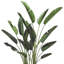Bird of Paradise in Fiberstone Planter