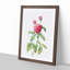 Pink Agatha Rose by Pierre-Joseph Redoute - Picture Frame Painting Print-55583663-55583664