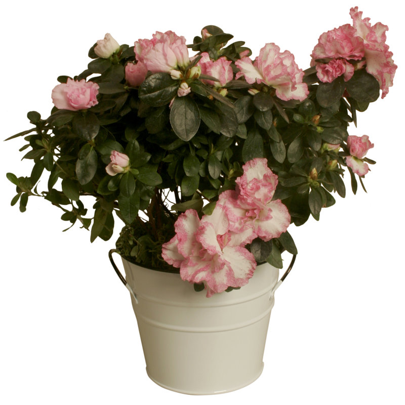 Veltri Handmade Metal Pot Planter, 6" H x 7" W X 7" D