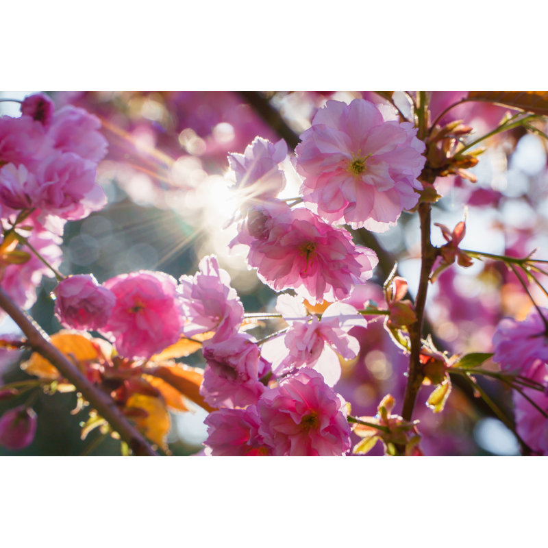 Spring Blossom Sakura Tree Branch Closeup Beautiful Pink Flowers On Sun - Wrapped Canvas Print, 81cm H x 122cm W