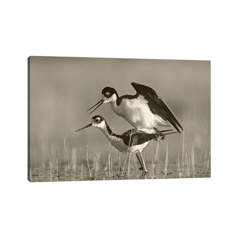Black-necked Stilts Mating by Tim Fitzharris - Gallery-Wrapped Canvas Giclée on Canvas, 66.04 cm H x 45.72 cm W x 1.91 cm D
