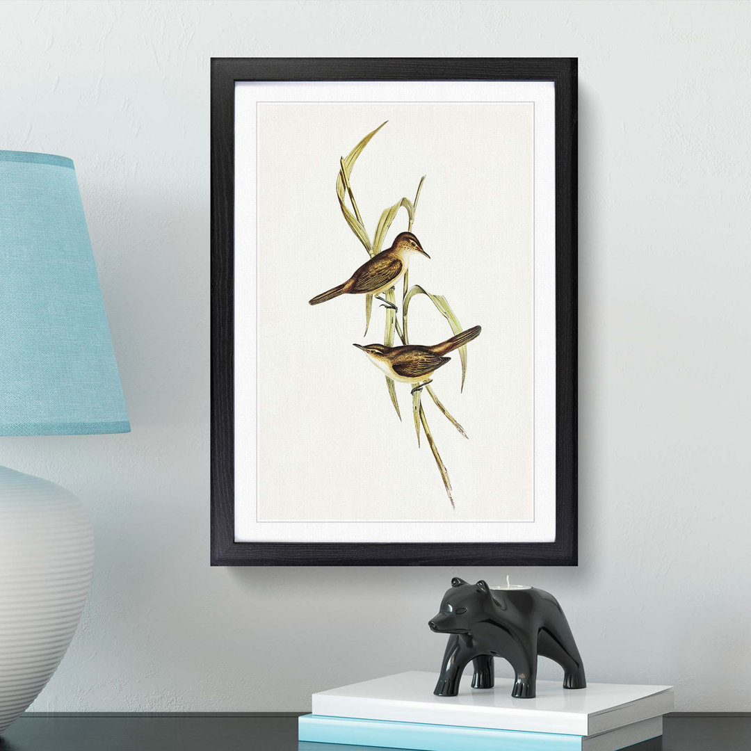 Long-Billed Reed Warbler by Elizabeth Gould - Picture Frame Painting Print