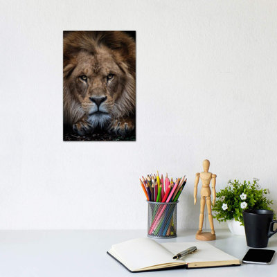 African Lion - Zuberi by David Whelan - Wrapped Canvas Print