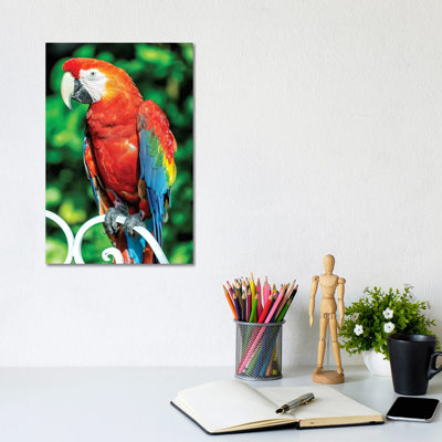 Macaw I by Glauco Meneghelli - Wrapped Canvas Print