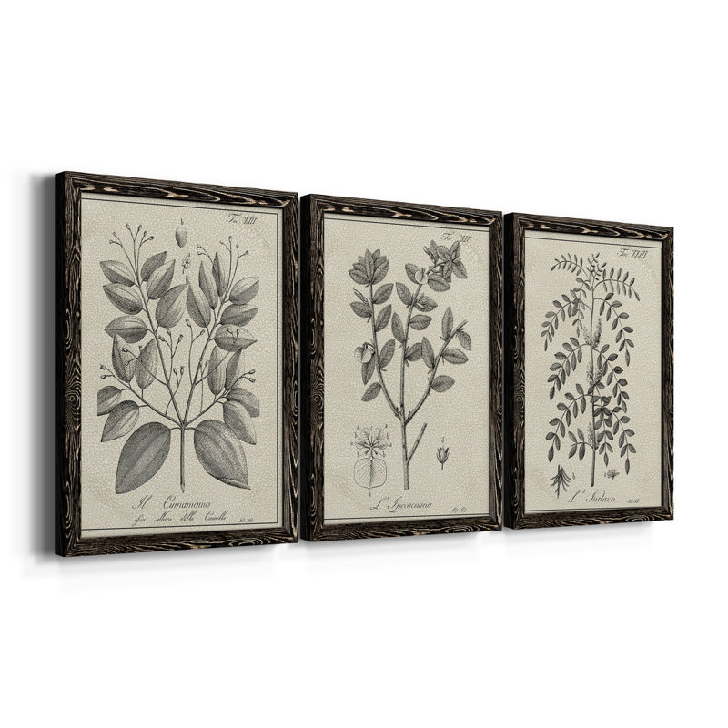 " Antique Black And White Botanical VII " 3 - Pieces, Black, 31.5" H x 70.5" W