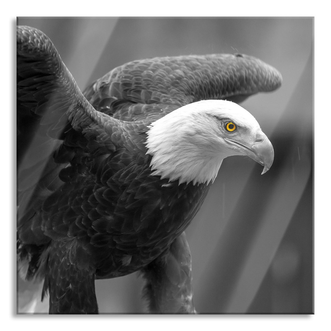 Ungerahmtes Foto auf Glas "Beautiful Bald Eagle"