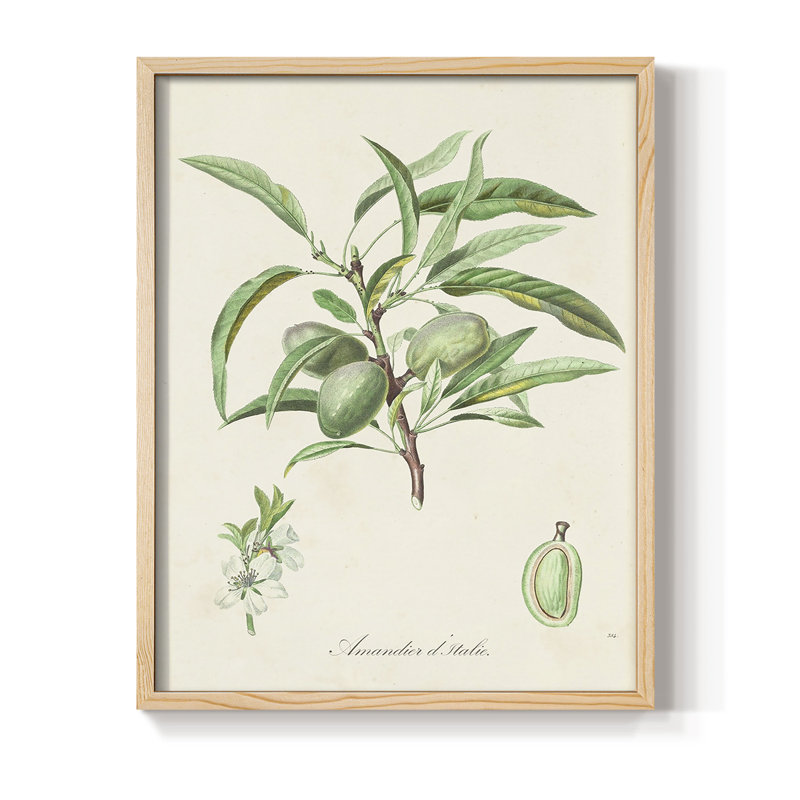 Antique Ammond Botanical III, reproduction encadrée - bois massif, H 15 po x l 12 po