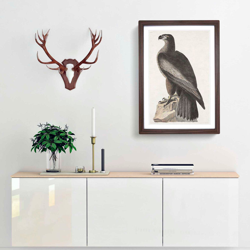 Hawk by John Audubon - Picture Frame Painting Print, Walnut Framed, 36cm H x 27cm W x 2cm D