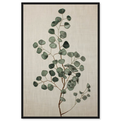 «Eucalyptus Emb broderie II», reproduction d'art botanique par Art Remedy