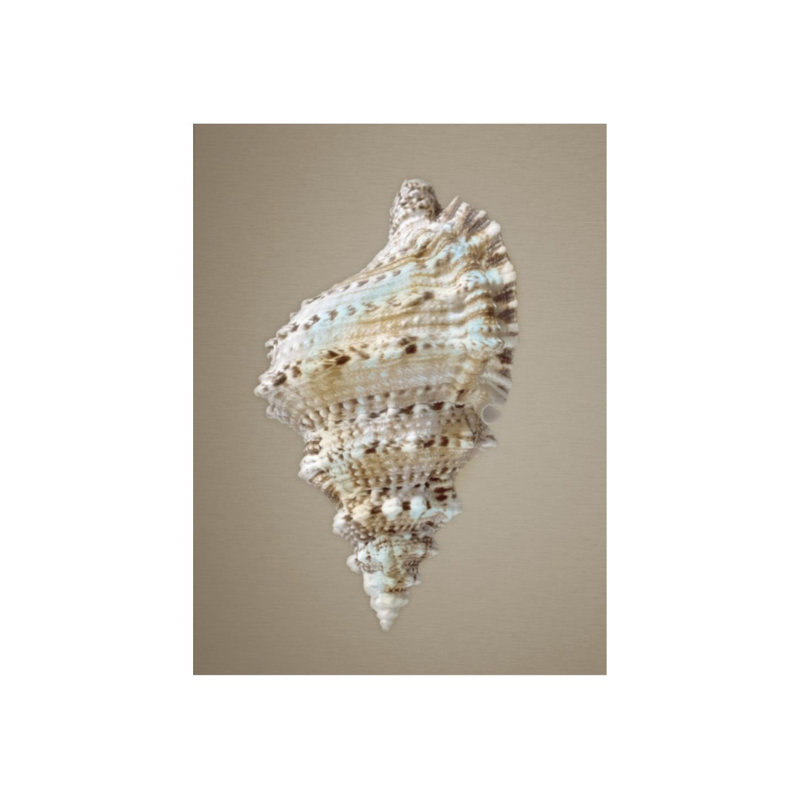 Shells On Champagne III Print by Sofia Fox, Glass Coat, 40" H x 30" W x 1.5" D