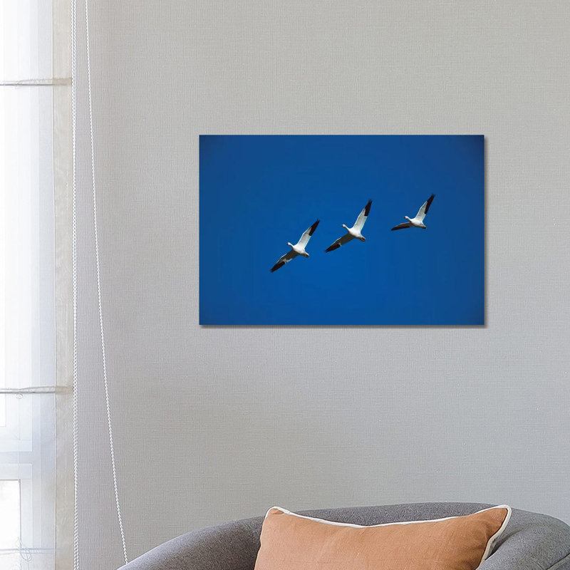 Snow Goose Trio Flying in Line Formation, Bosque Del Apache National Wildlife Refuge, New Mexico 1 Piece Wrapped Canvas Wall Art
