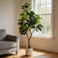 Figuier artificiel 6 pi 6 pi, plante artificielle avec pot décoratif blanc et mousse réaliste, plante d'intérieur pour le bureau