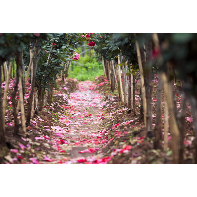 Fallen Flowers by Chinaface
