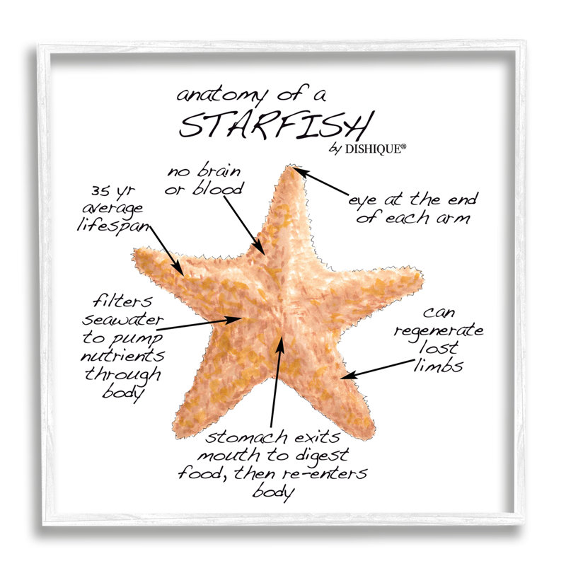 «Anatomy Of Starfish Sea Life», H 24 po x l 24 po x P 1,5 po, Giclée encadrée blanc bord de mer