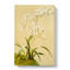 Magnolia Flowers Illustration Tab.41 by Frederick Sander - Wrapped Canvas-55309913