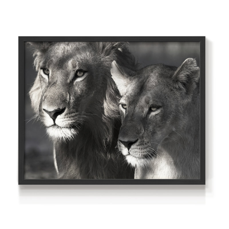 Lion et lionne - reproduction encadrée - réarmable, H 22 po x l 28 po, Noir, noir, noir, noir