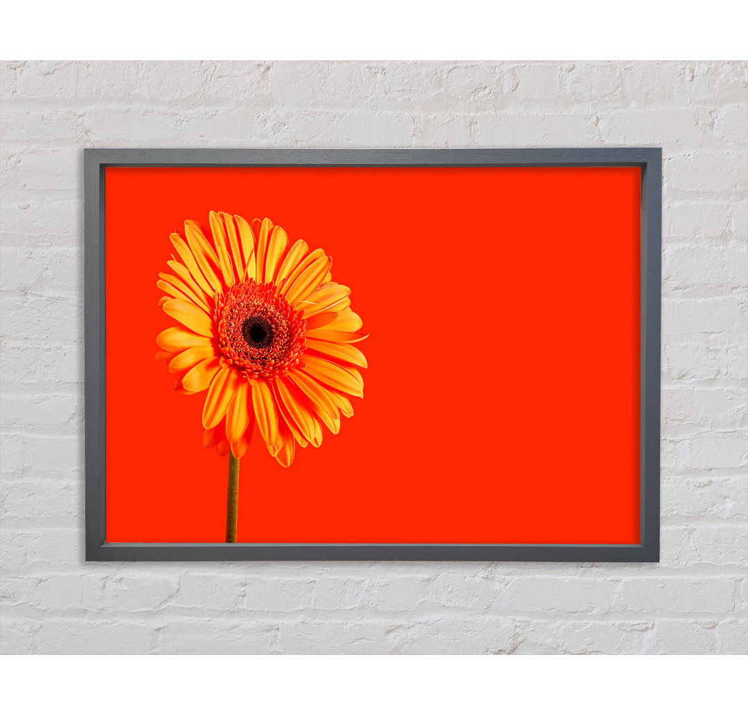 Orange auf Orange Gerbera - Einzelner Bilderrahmen Kunstdrucke auf Leinwand