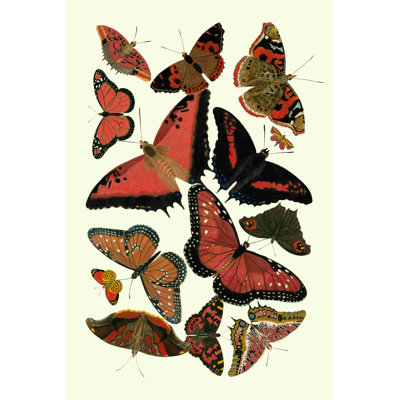 " Red Butterfly Study " by Vision Studio Painting Print
