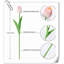 Tulip Arrangement-1226906766