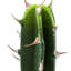 Cactus artificiel 14 "en pot