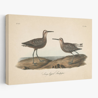 Bécasseau côtier et rétro à longues pattes