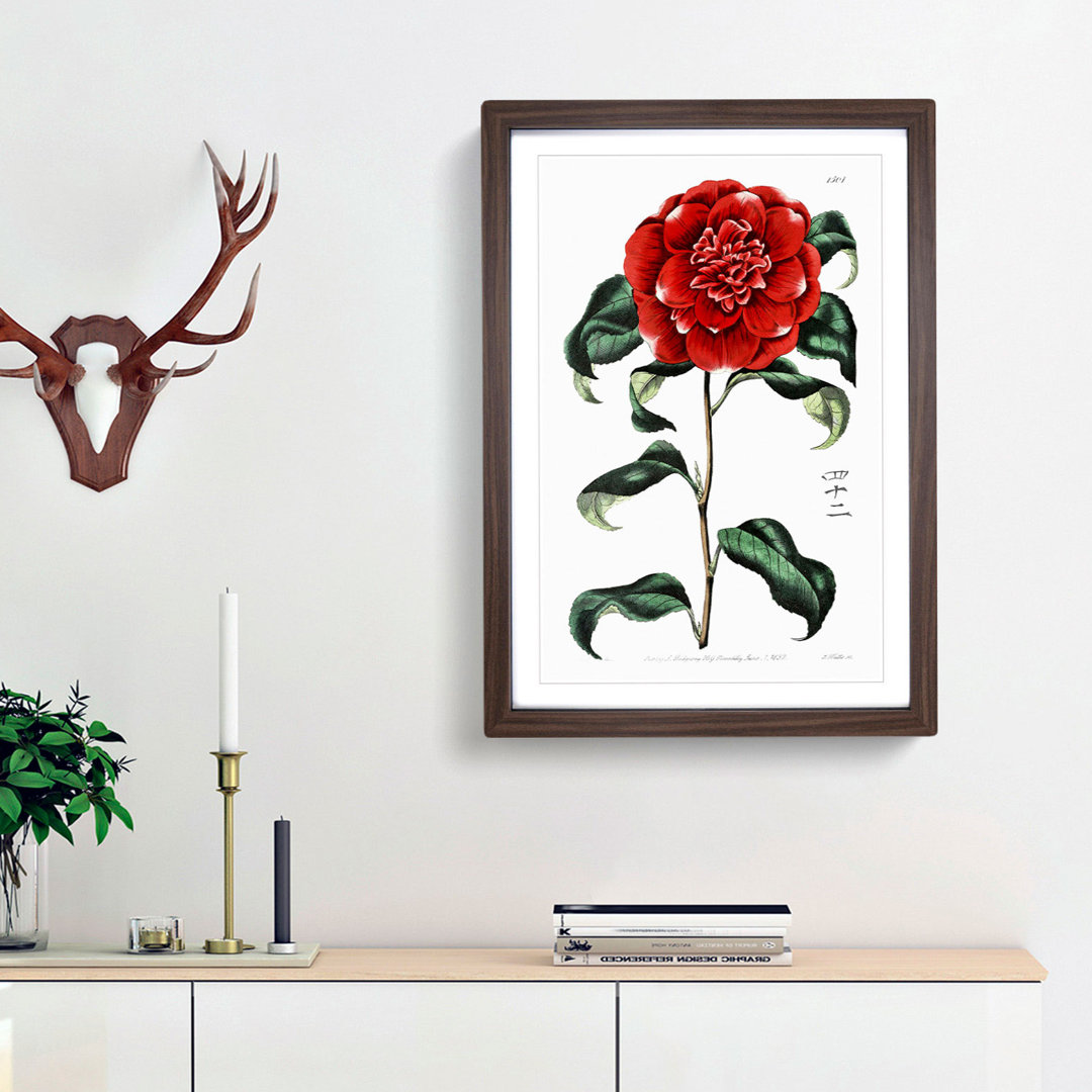 Crimson Camellia Flower - Framed Print