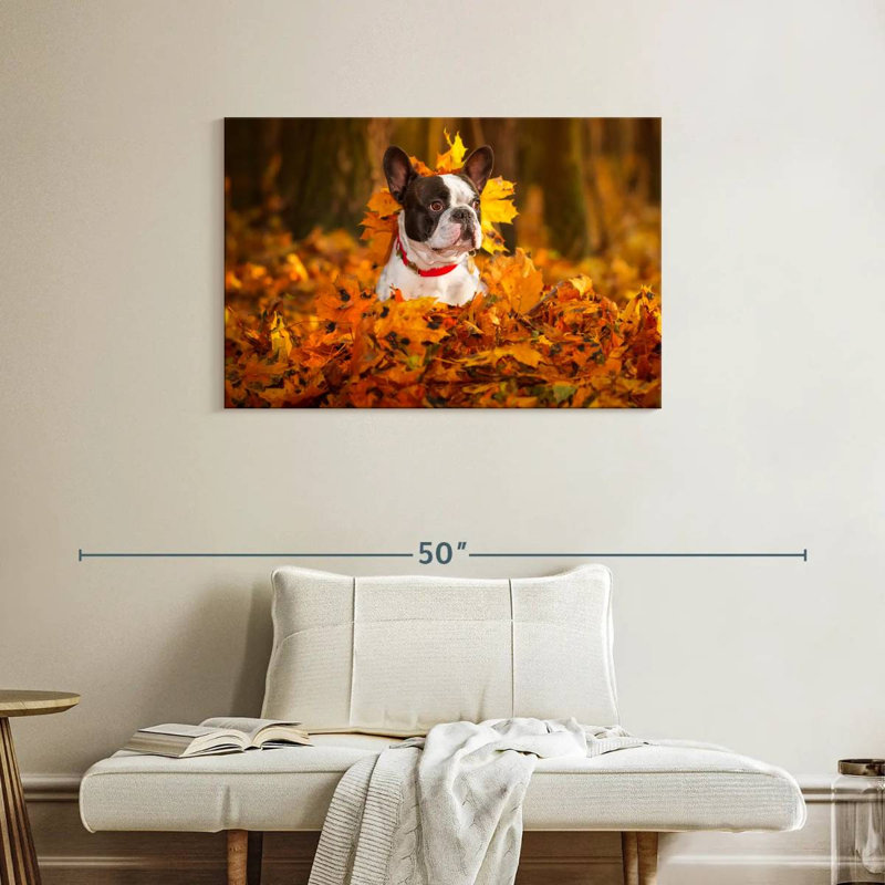 Bouledogue français dans un parc en automne, H 24 po x l 36 po
