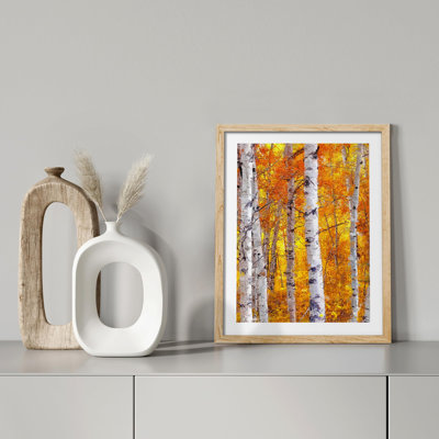 «White Orange Birch Tree Leaf Spring Autumn Forest» sur