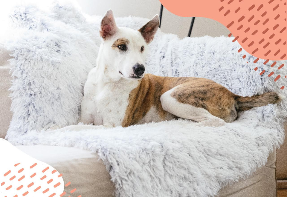 Comforting Dog Blankets