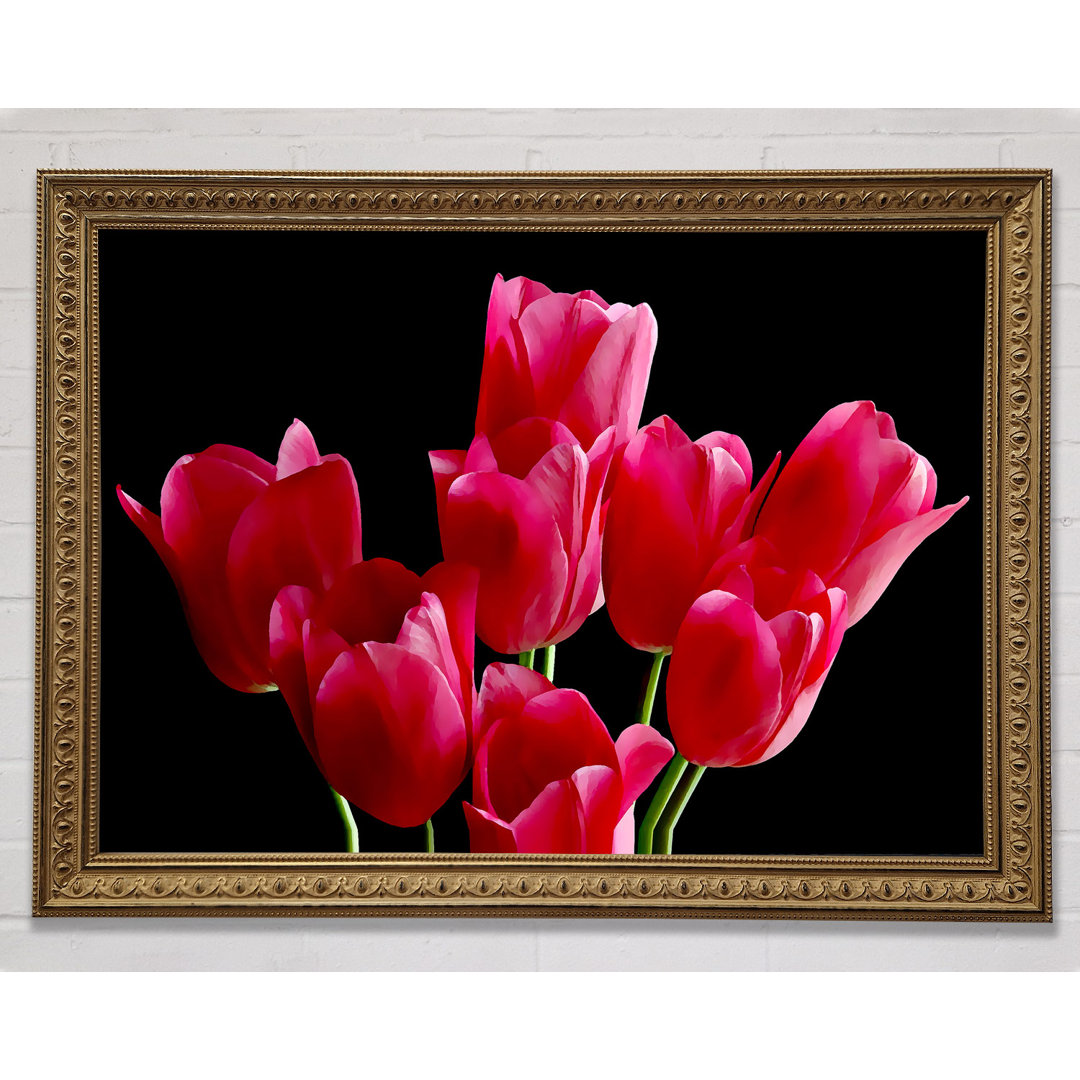 Blume Cerise Tulpen - Druck