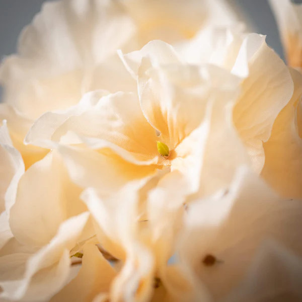 Hortensia crème 27,5 po