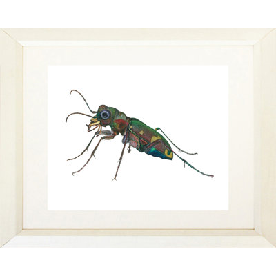 " Tiger Beetle " by Damon Crook