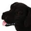 Banc pour chien Mgo (sans la table)-1849580444
