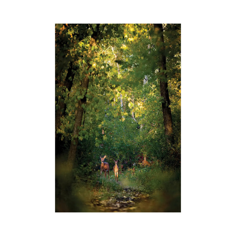 Deer Family In Forest Early Morning by Nik Rave - Wrapped Canvas Gallery-Wrapped Canvas Giclée, 20.32 cm H x 30.48 cm W