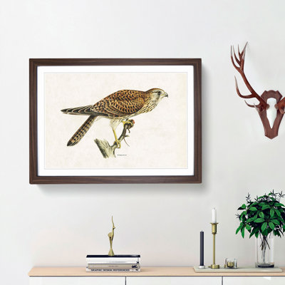 Common Kestrel by Von Wright - Picture Frame Painting Print