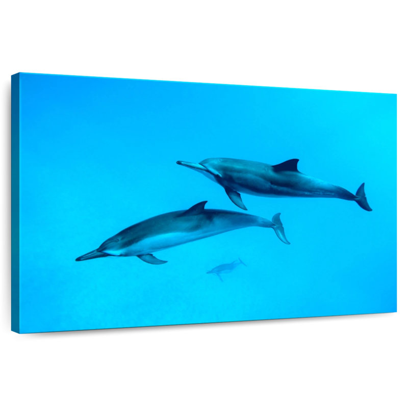 Dauphins Brampt Maui, H 30 po x l 45 po