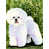 Bichon frisé 2
