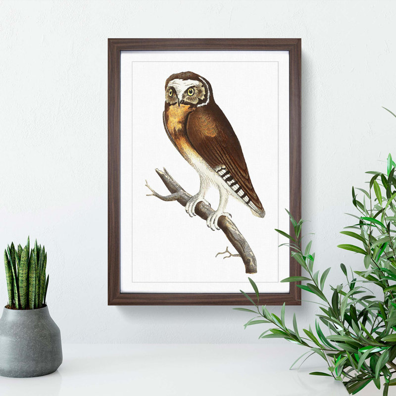 White-Fronted Owl by George Shaw - Picture Frame Painting Print, 36cm H x 27cm W x 2cm D, Walnut Framed