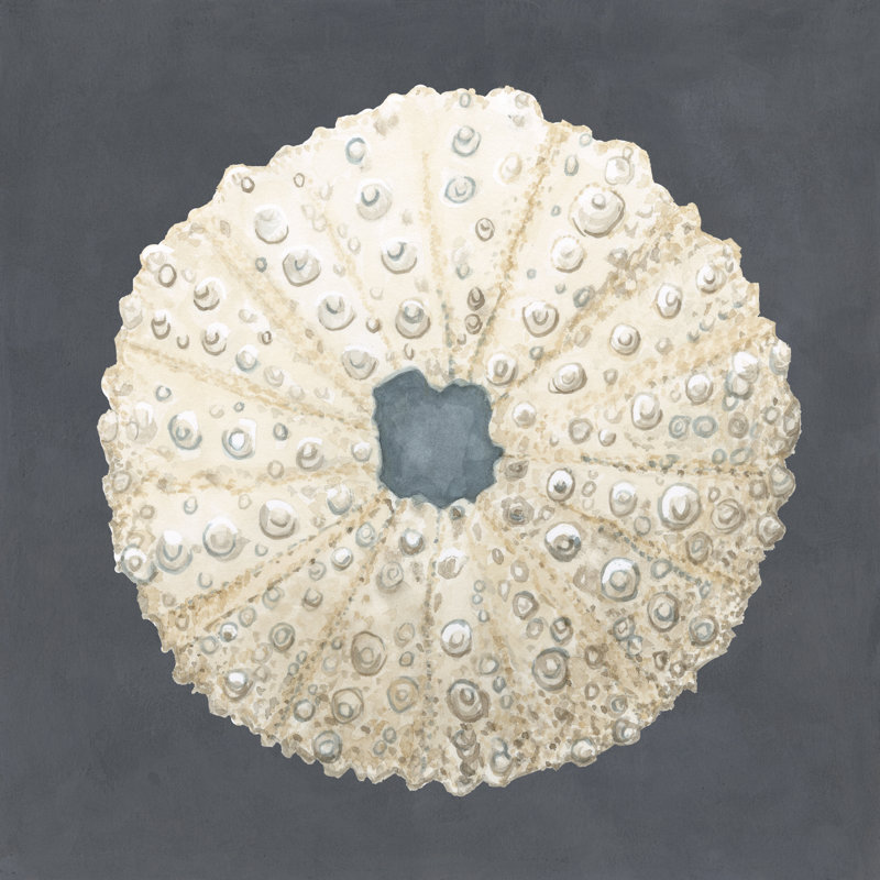 Shell On Slate VII by Megan Meagher - Wrapped Canvas Painting, 30cm H x 30cm W