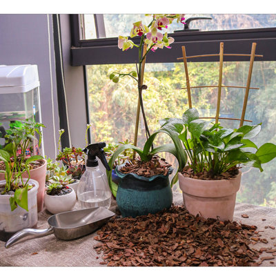 Orchidée biologique 9 pte