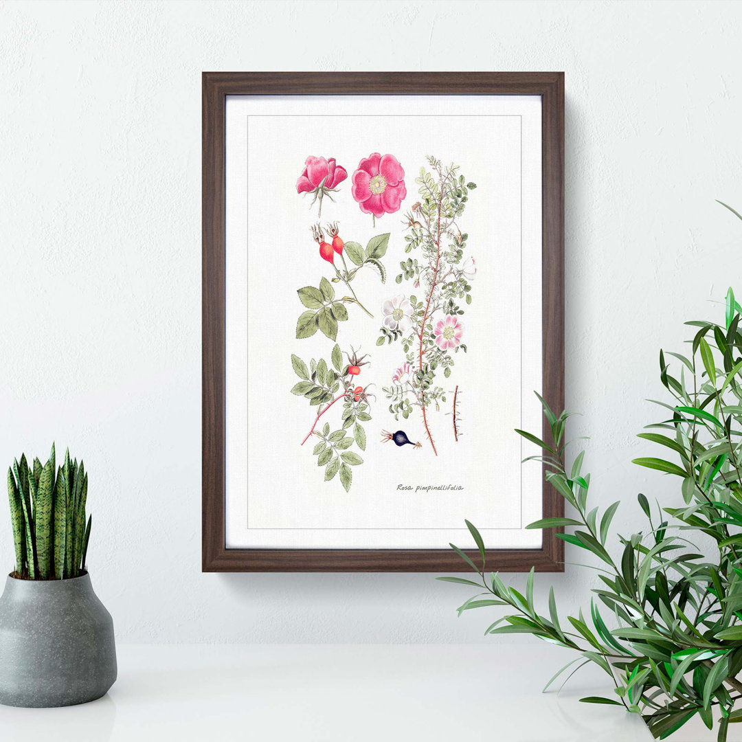 Pink Burnet Rose Flower Illustration - Framed Print