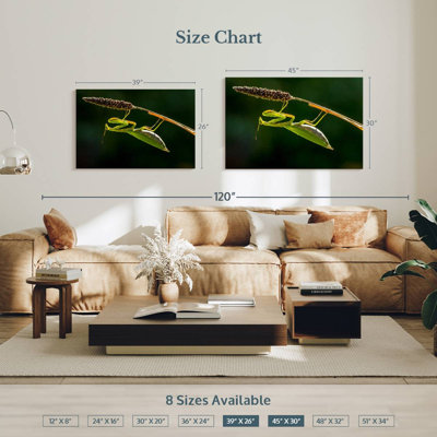 Hanging Praying Mantis
