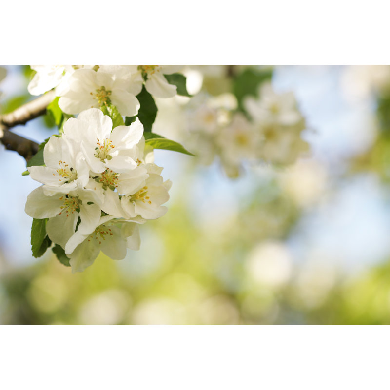 Apple Blossom by The-Tor, 20" H x 30" W