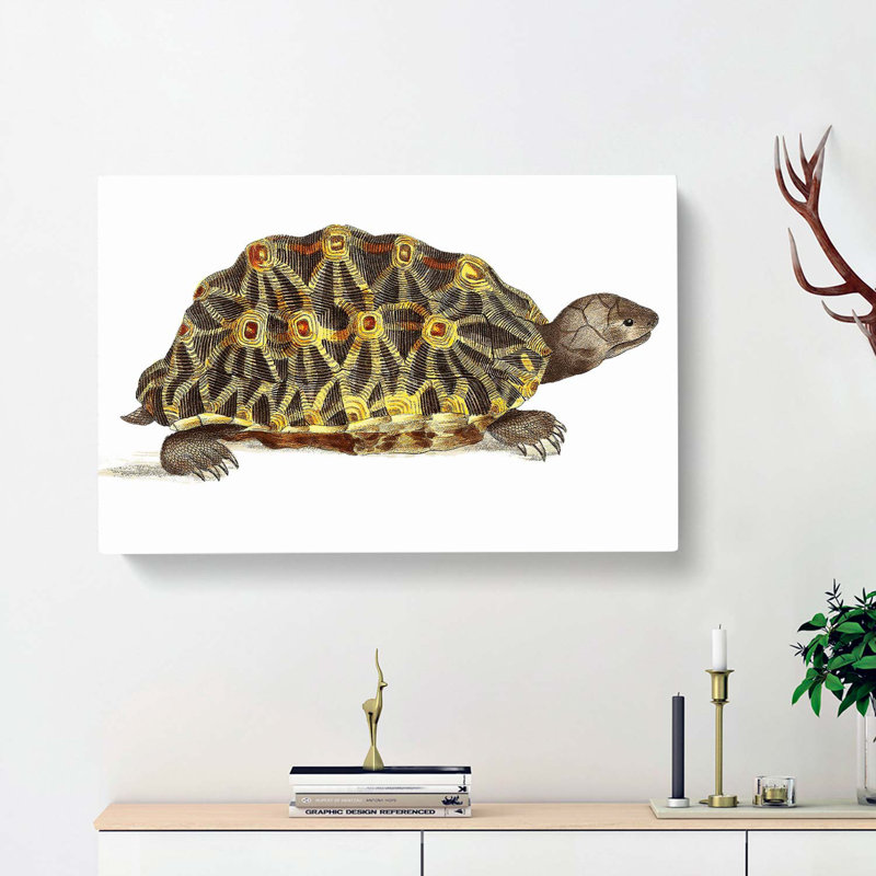 Tortoise by George Shaw - Wrapped Canvas Painting, 35cm H x 50cm W x 3cm D