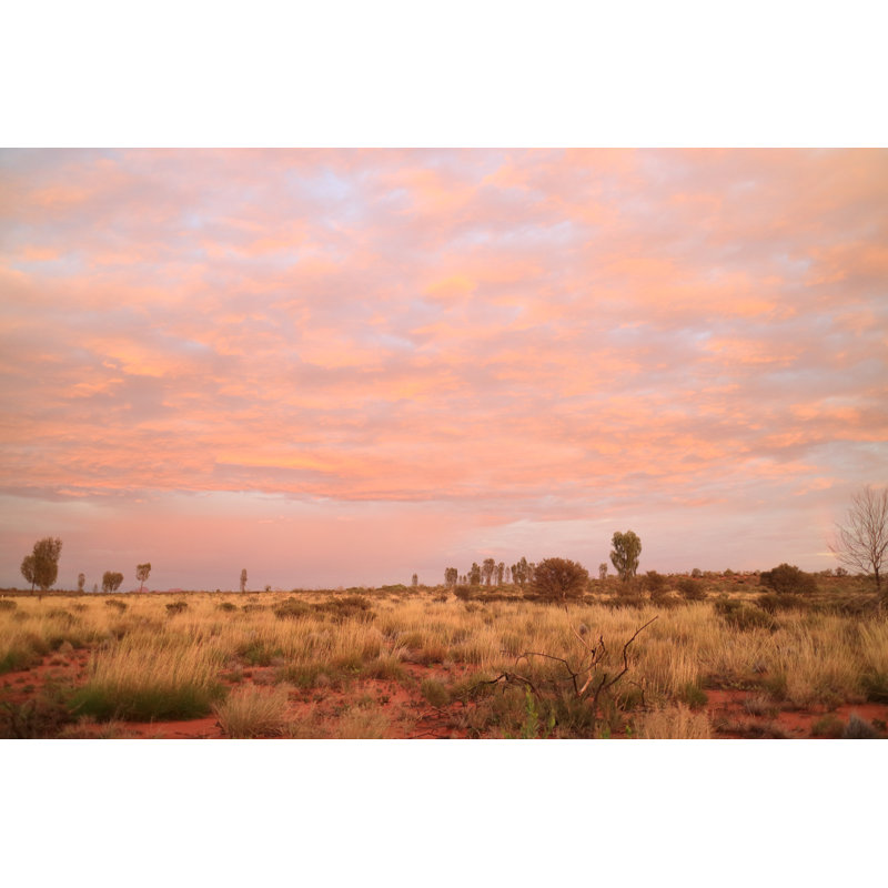 Lianes, désert en Australie, sur toile, H 24 po x l 36 po